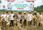 Wujudkan Ketahanan Pangan, Polres Cilegon Panen Jagung Bersama Petani dan Forkopimda