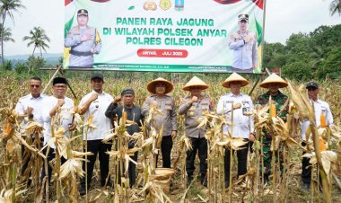 Wujudkan Ketahanan Pangan, Polres Cilegon Panen Jagung Bersama Petani dan Forkopimda