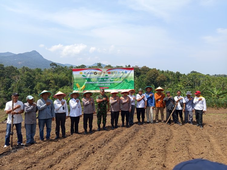 Penanaman Jagung Serentak Kuartal IV, Dukung Swasembada Pangan 2025