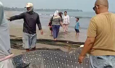 VIRAL! Hiu Tutul Terjebak Jaring Nelayan di Pantai Anyer, Berhasil Diselamatkan. 